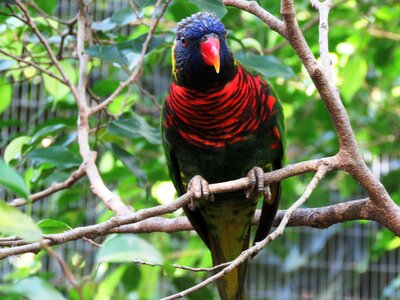 Beautiful bird cute bird colorful parrot