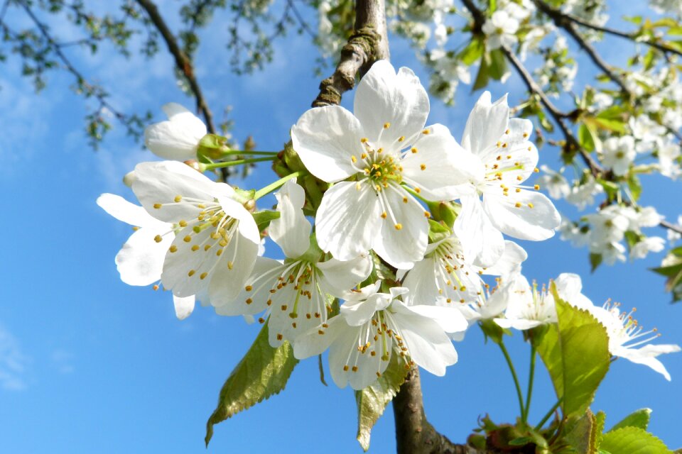 Tree spring nature