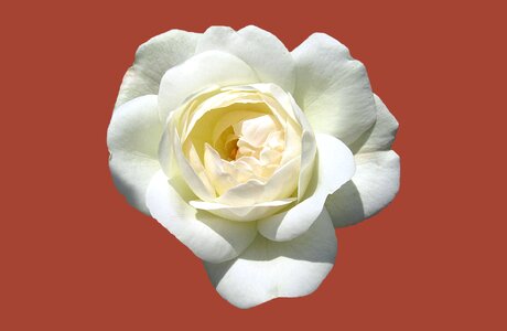 Close up rose bloom white rose