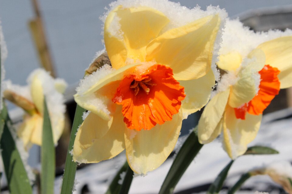 Daffodil spring yellow orange photo