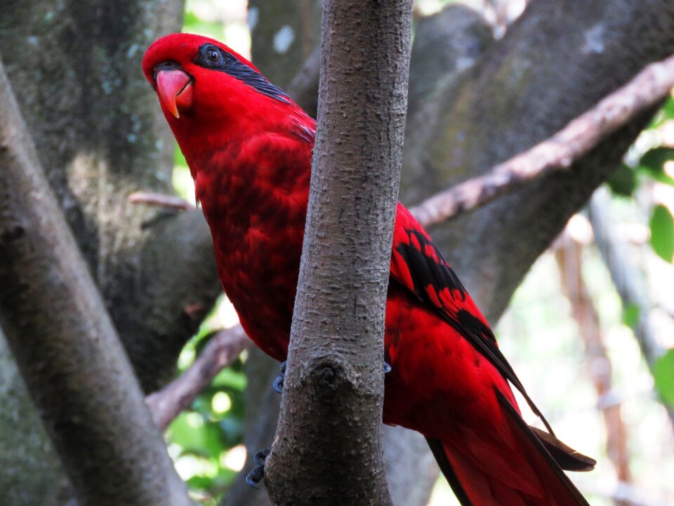 Beautiful bird cute bird colorful parrot