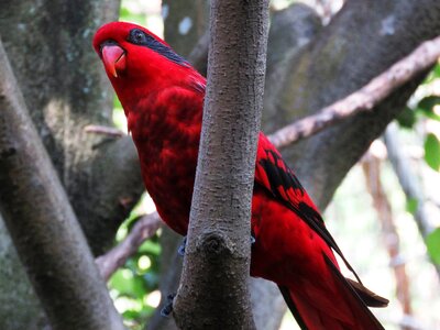 Beautiful bird cute bird colorful parrot