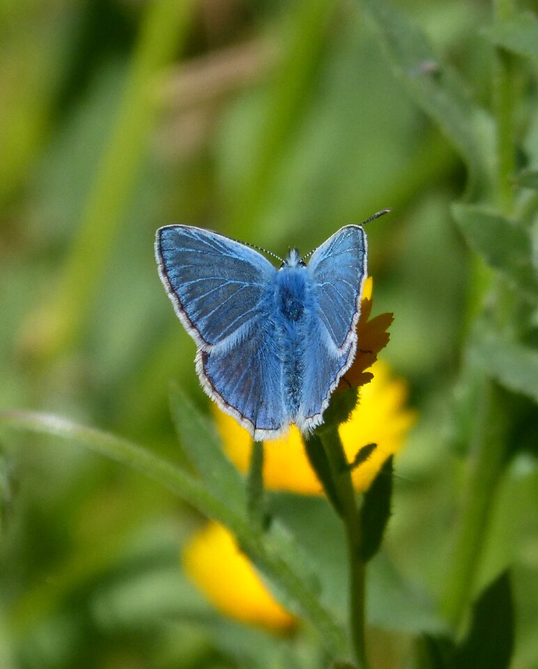 Blue butterfly blauet blue-winged butterfly