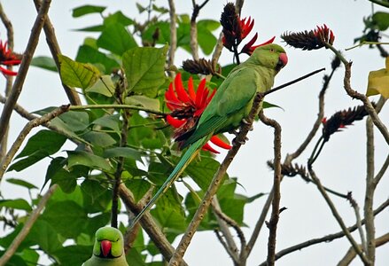 Tropical parrot fauna