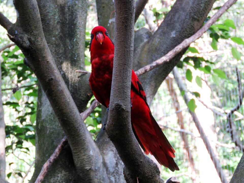 Beautiful bird cute bird colorful parrot