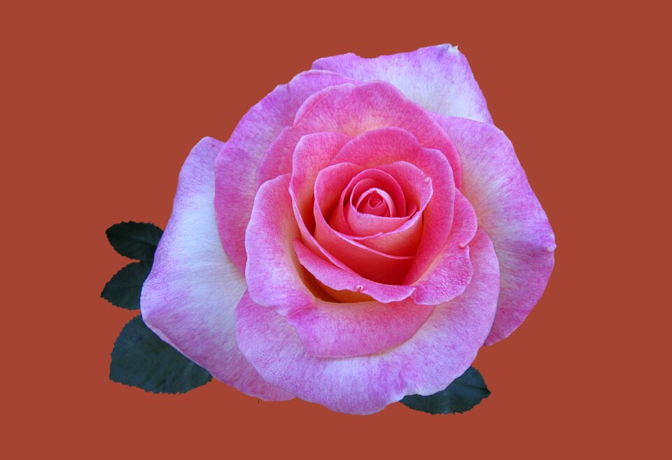 Close up rose bloom drop of water
