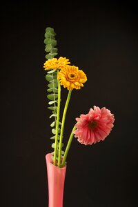 On a black background raspberry yellow