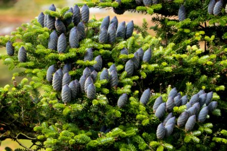 Korean fir - branches with cones 2 photo