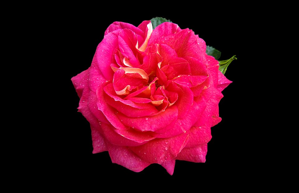 Close up rose bloom drop of water