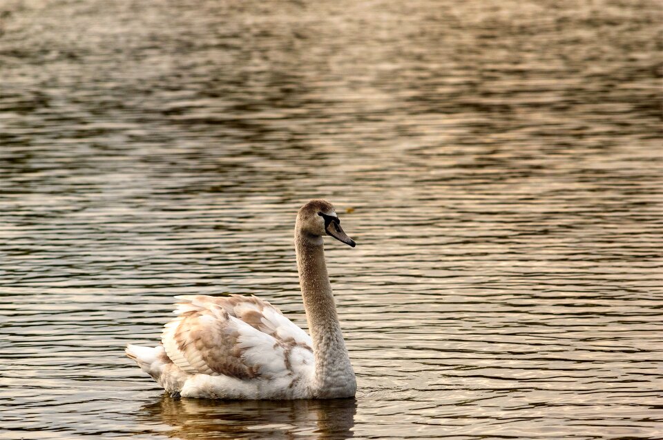 Animal cygnet waterfowl
