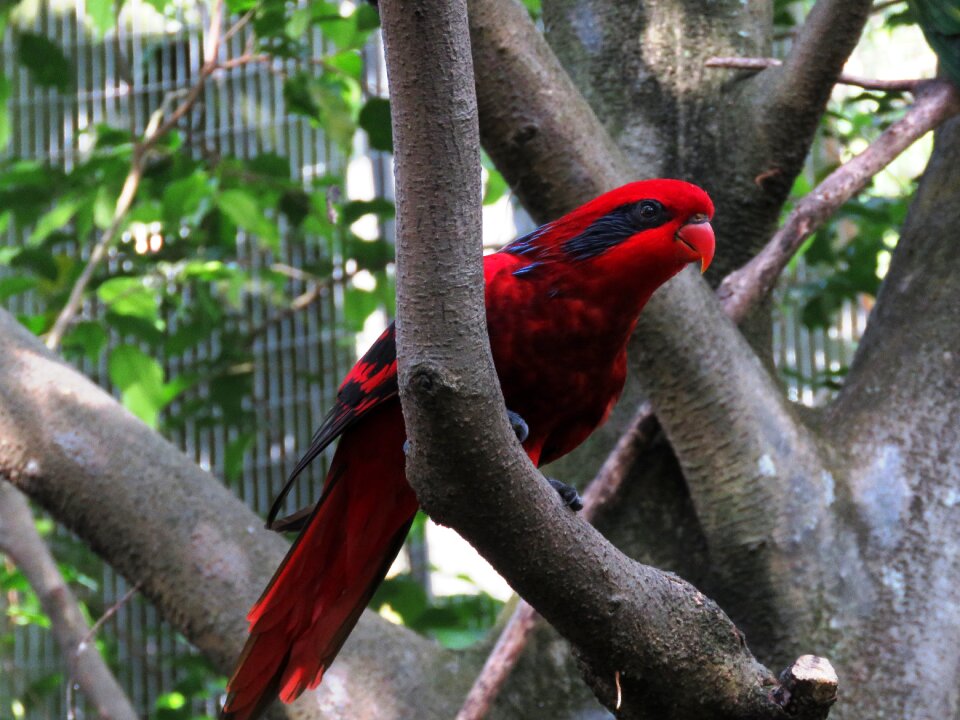 Beautiful bird cute bird colorful parrot