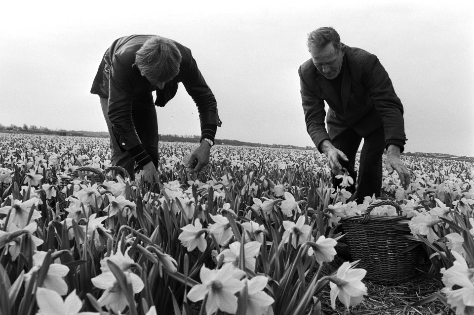 Koppen van narcissen in De Zilk bij Hillegom, Bestanddeelnr 930-7637