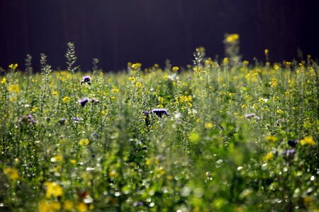 Field zwischensaat phacelia photo