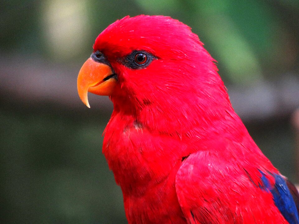 Beautiful bird cute bird colorful parrot