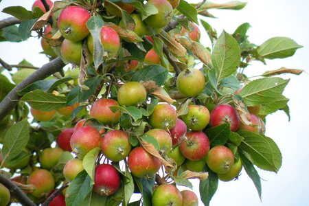 Apple tree autumn fruit