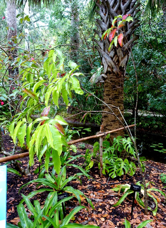 Kopsia arborea - McKee Botanical Garden - Vero Beach, Florida - DSC03147