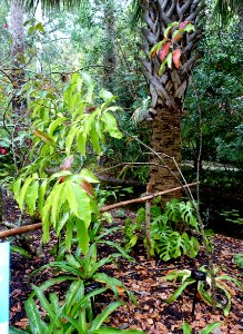 Kopsia arborea - McKee Botanical Garden - Vero Beach, Florida - DSC03147