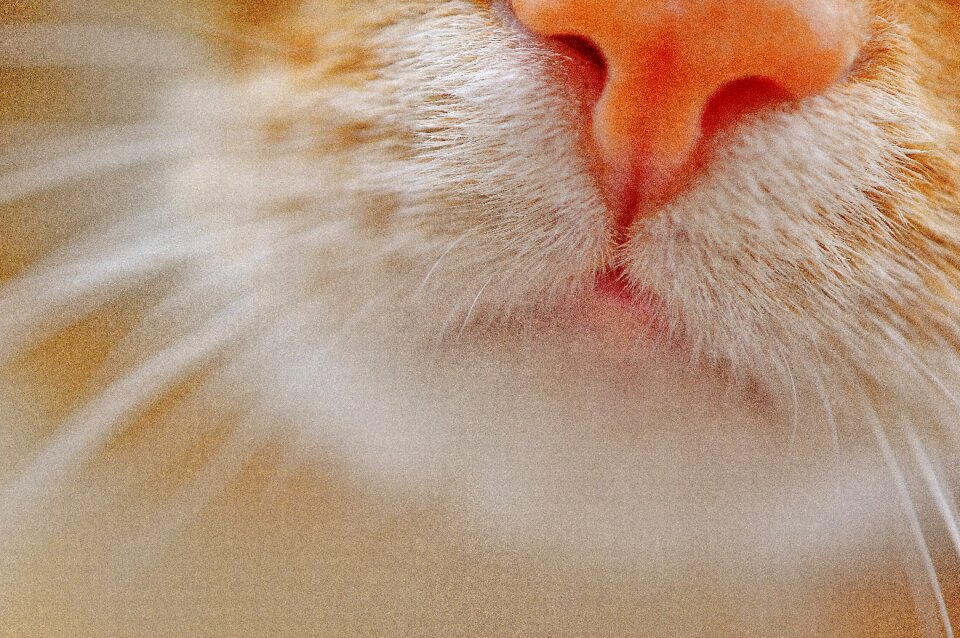Pet domestic cat cat nose