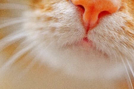 Pet domestic cat cat nose