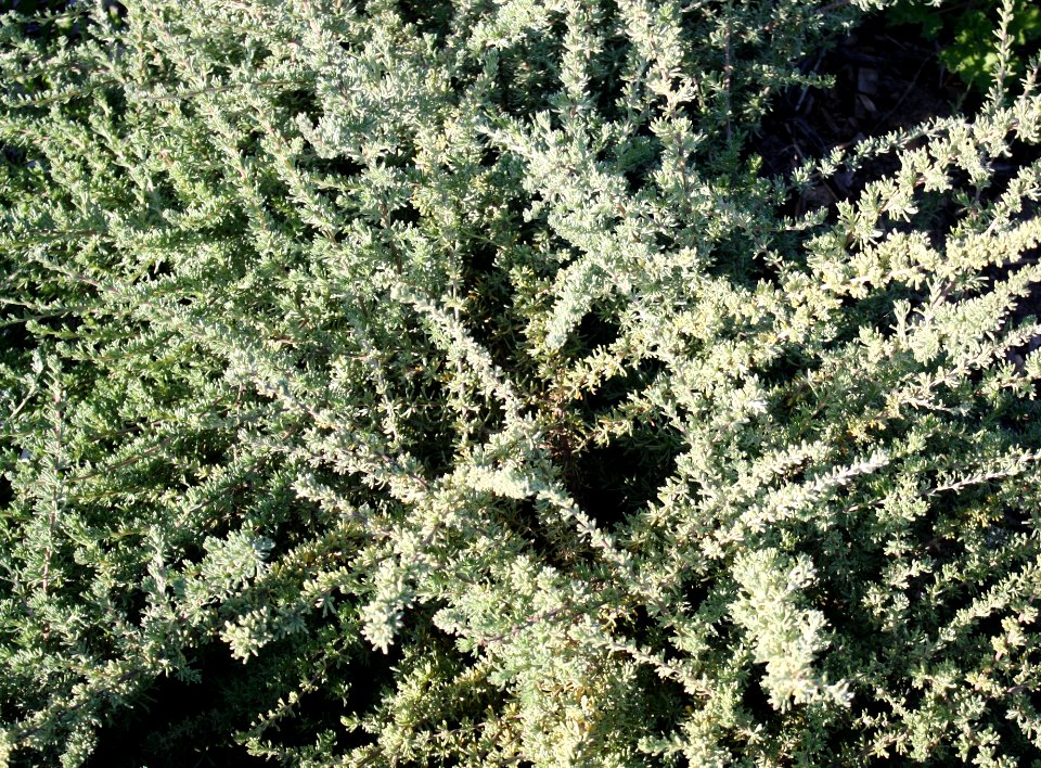 Kopokbos - Eriocephalus africanus - Wild Rosemary - Cape Town fynbos