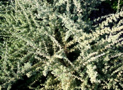 Kopokbos - Eriocephalus africanus - Wild Rosemary - Cape Town fynbos