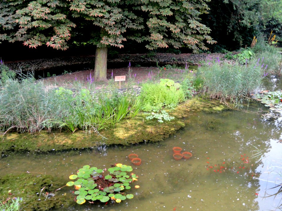 Koreanischer Garten (Grüneburgpark) - DSC01604