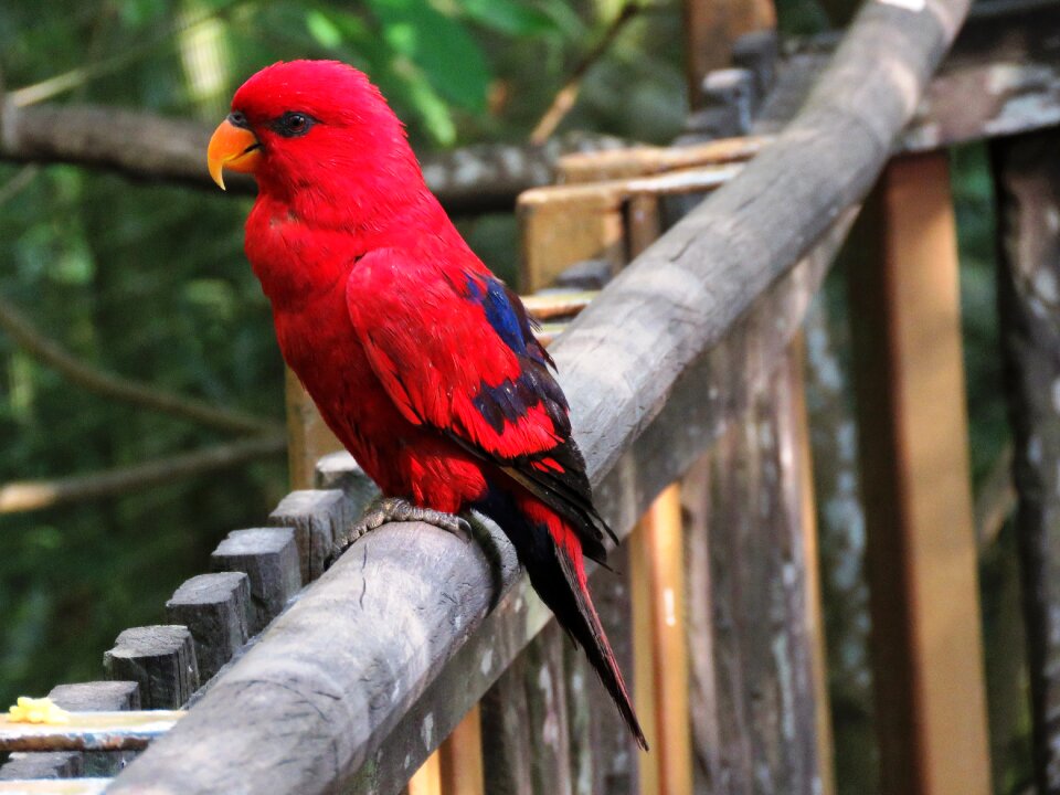 Beautiful bird cute bird red parrot