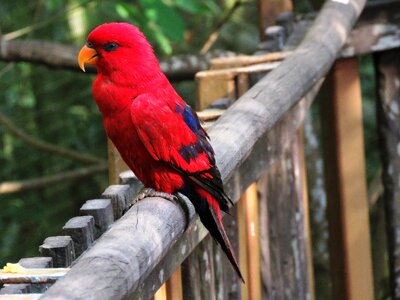 Beautiful bird cute bird red parrot photo