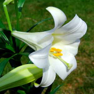 Flower easter lilly photo