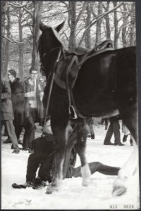 Koninklijk huis, rijtoeren, paarden, politie, Bestanddeelnr 018-0039