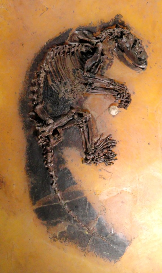 Kopidodon macrognathus - Naturmuseum Senckenberg - DSC02247