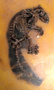 Kopidodon macrognathus - Naturmuseum Senckenberg - DSC02247
