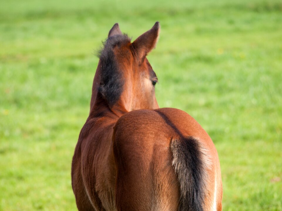 Young animal cute brown