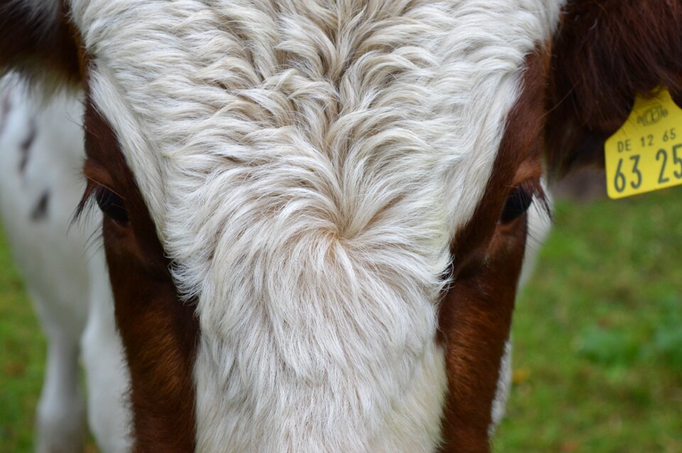 Beef simmental cattle eyes