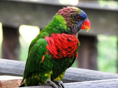 Cute bird lovely bird color parrot