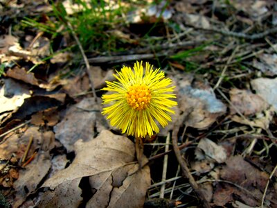 Sign of spring yellow flower tussilago farfara photo