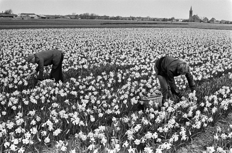Koppen van narcissen in De Zilk bij Hillegom, Bestanddeelnr 930-7636