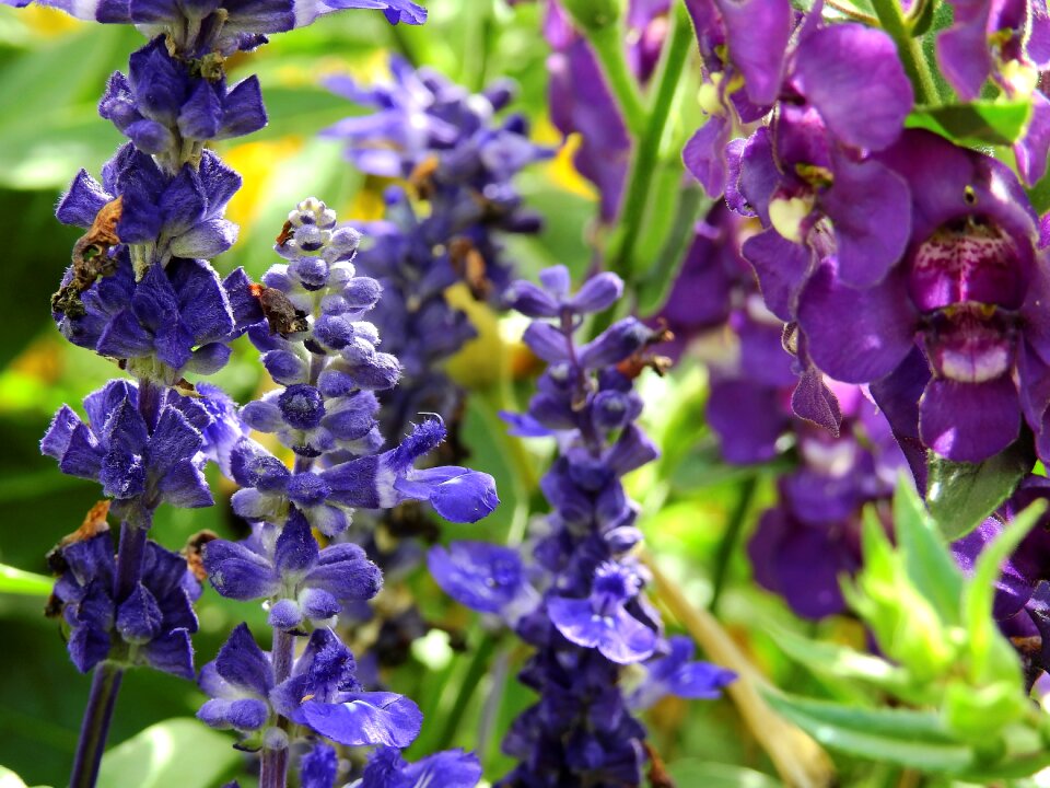 Plant nature bloom