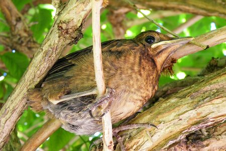 Branches bird farley photo