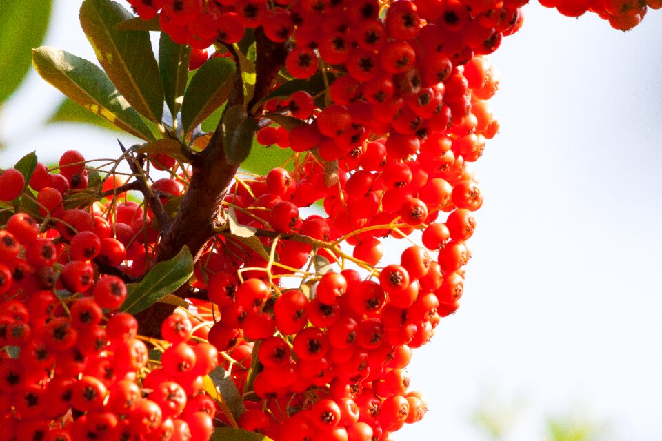 Fruit orange willow arbor