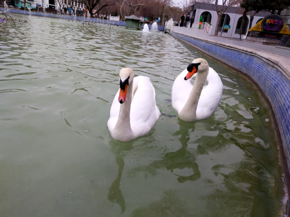 Konya Kültürpark kuğuları 05