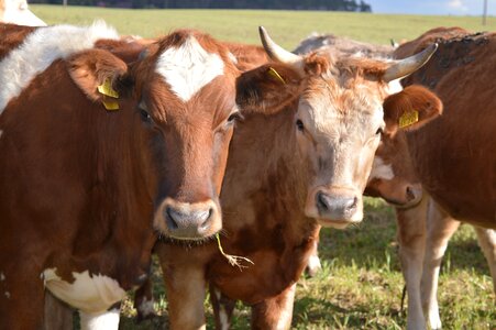 Beef horns simmental cattle