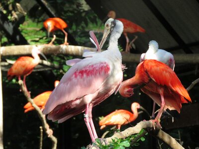 Flamingos pink flamingo birds photo
