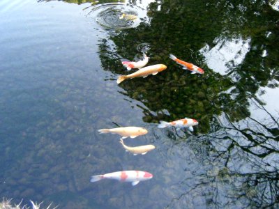Korakuen Okayama 2009 11