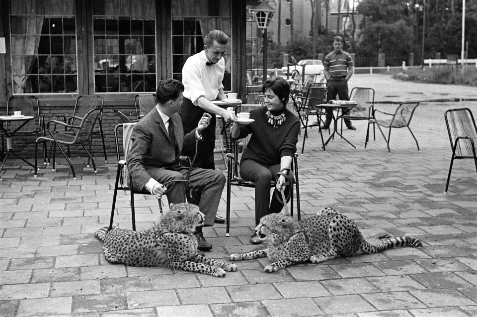 Kopje koffie met luipaard in Amersfoortse dierentuin. Twee tamme Afrikaanse jach, Bestanddeelnr 915-3604