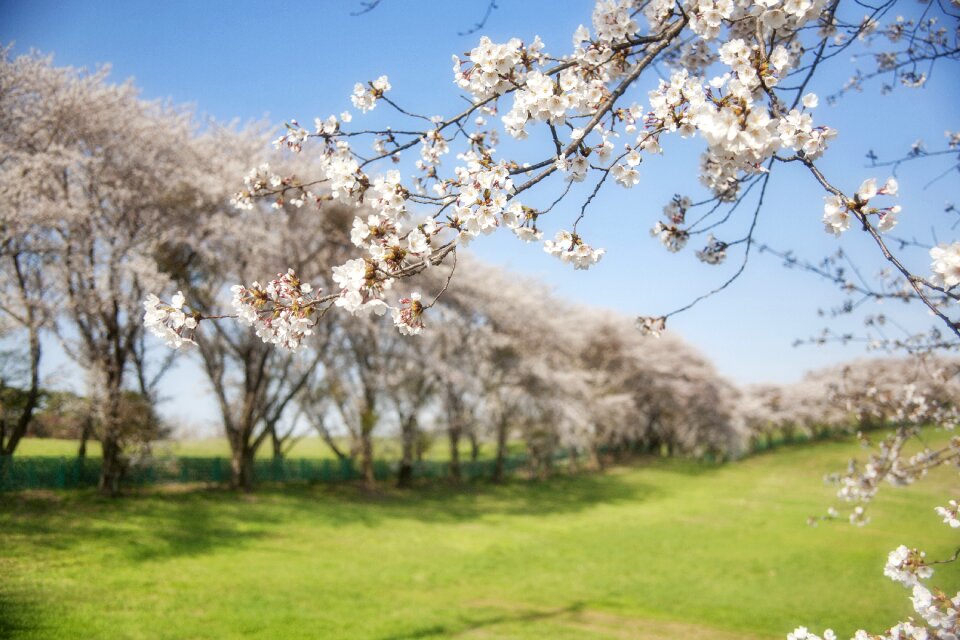 Field spring trees