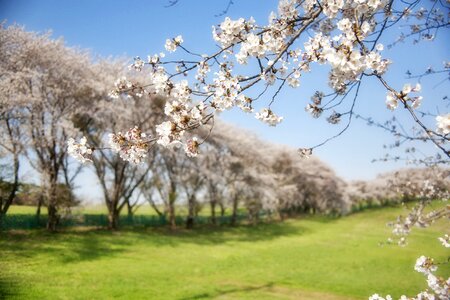 Field spring trees
