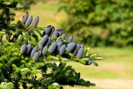 Korean fir - branches with cones 1 photo