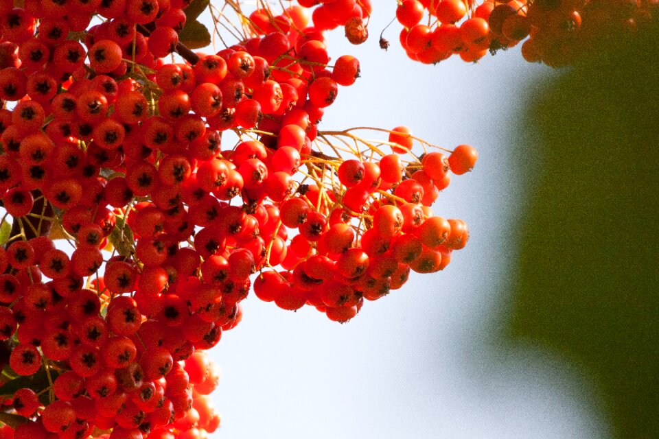 Fruit orange willow arbor