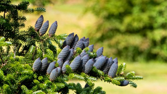 Korean fir - branch with cones photo